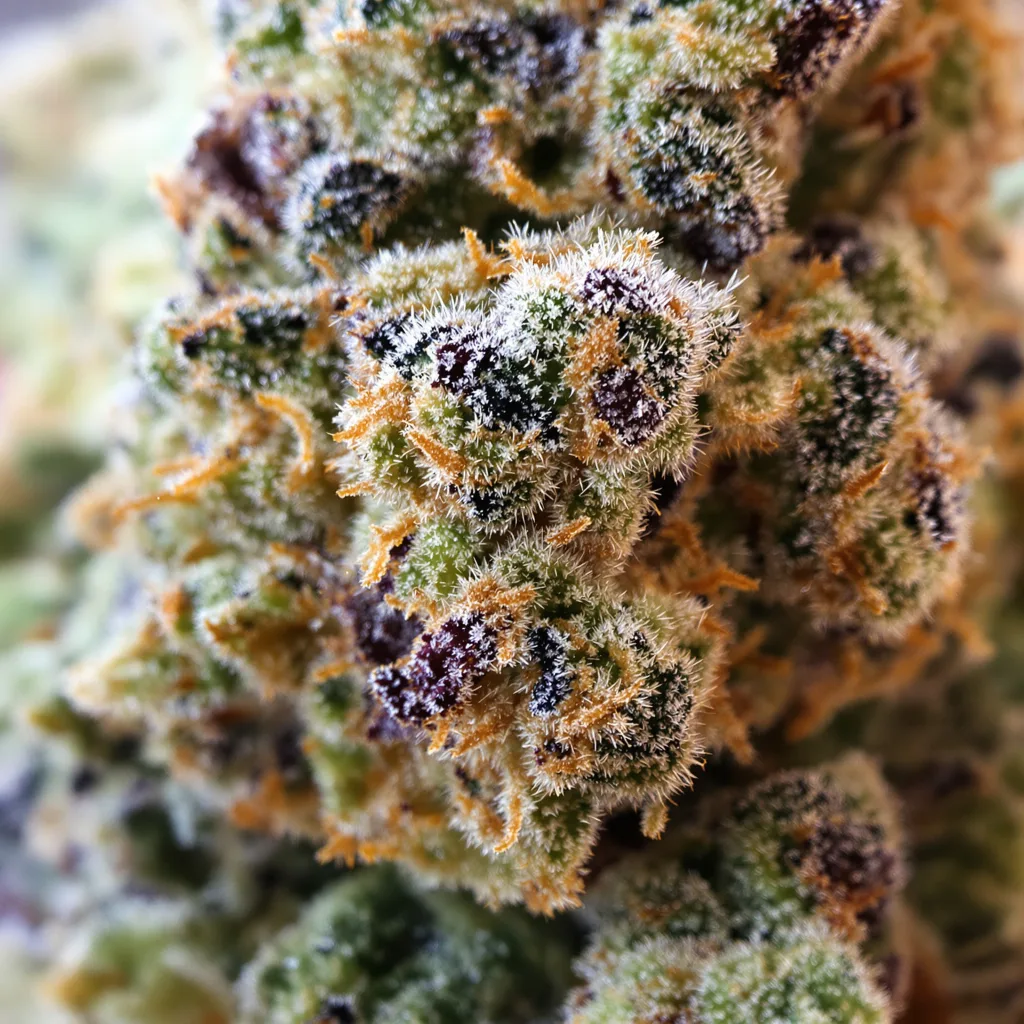 Primer plano de cogollo de cannabis Black Diamond mostrando estructura equilibrada con tricomas escarchados