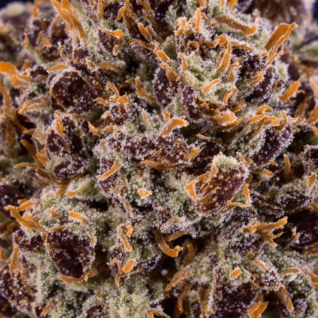 Primer plano de cogollo de cannabis Black Domina mostrando cálices densos con tonos morados