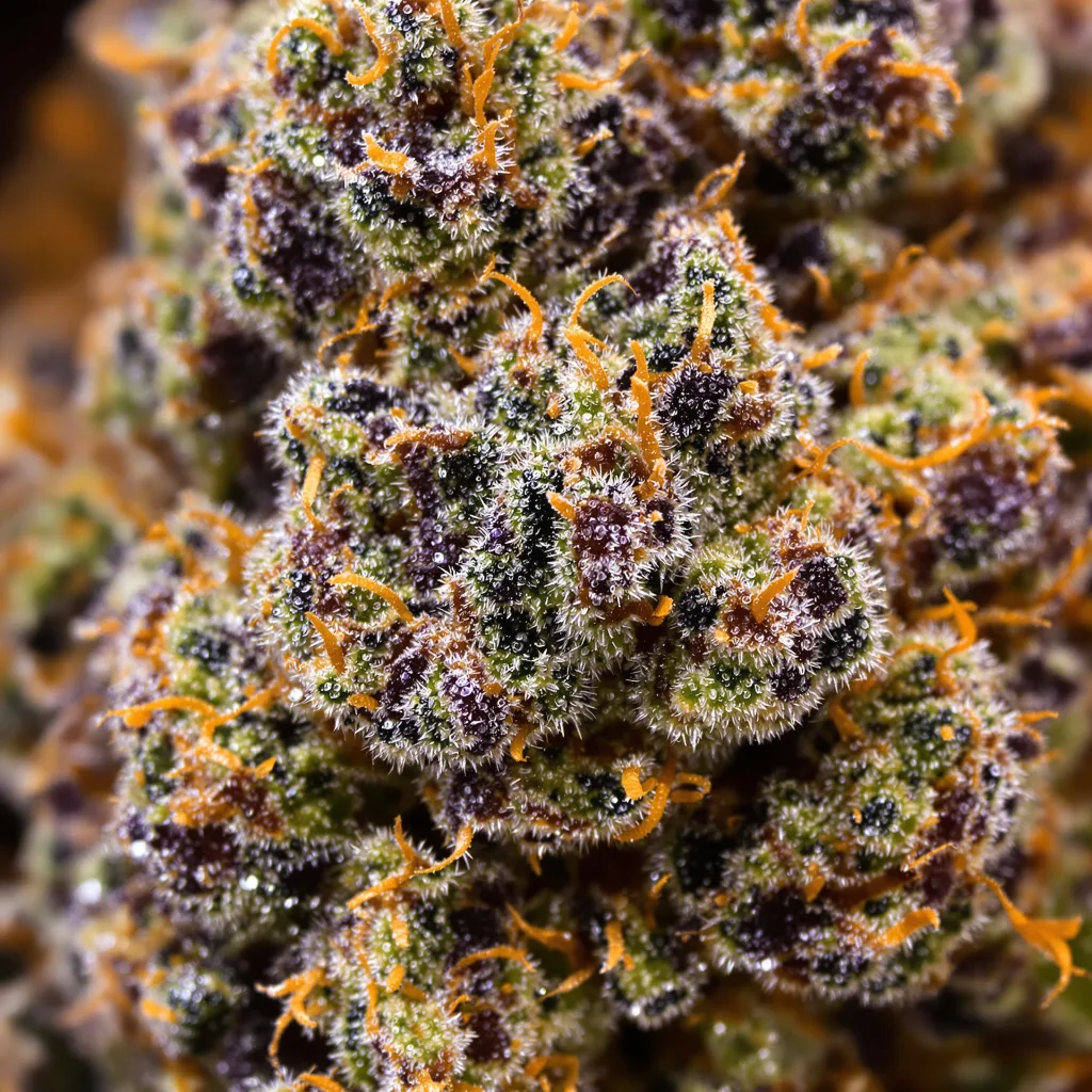 Primer plano de cogollo de cannabis Black Ice mostrando cálices densos con tonos morados