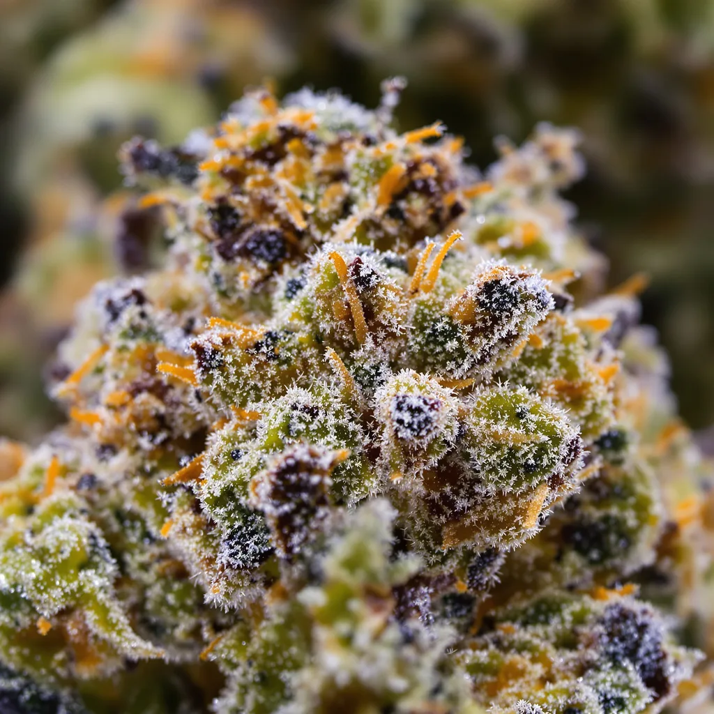 Primer plano de cogollo de cannabis Black Mamba mostrando cogollos densos verde bosque