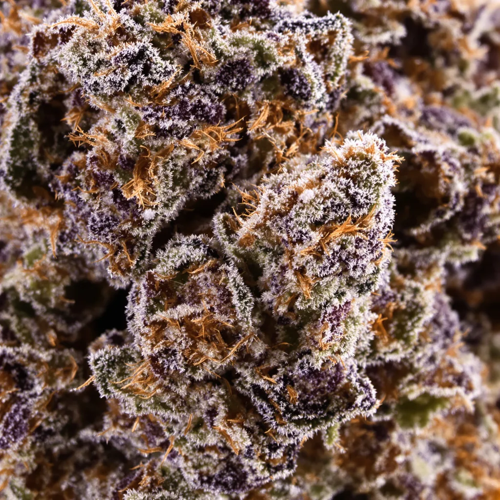 Primer plano de cogollo de cannabis Black Rose mostrando cálices densos con tonos morados