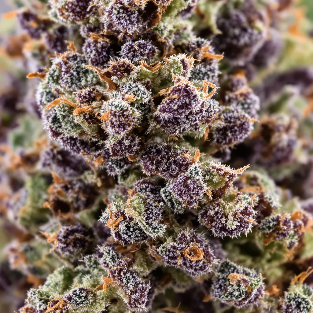 Primer plano de cogollo de cannabis Black Widow mostrando cálices densos con tonos morados