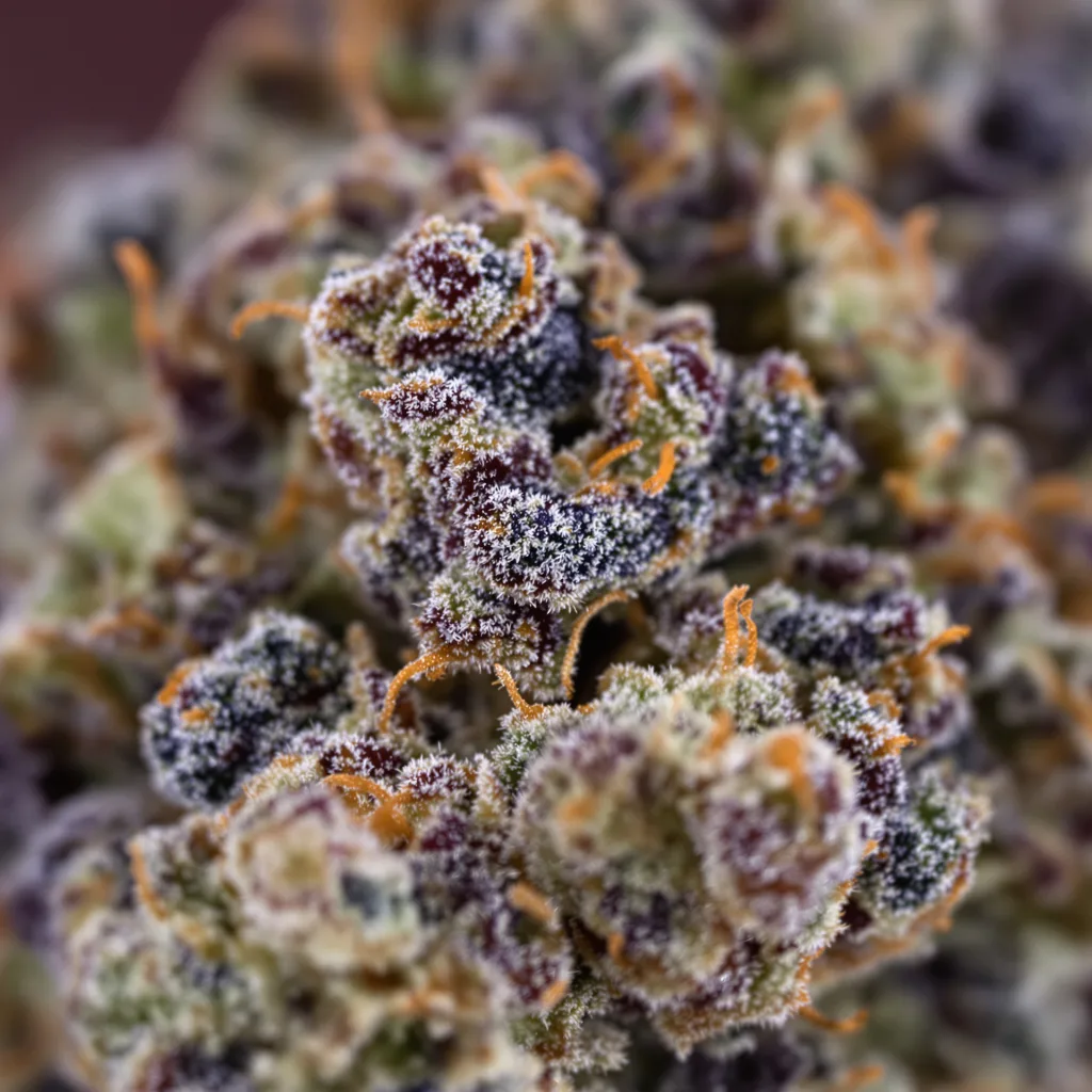 Primer plano de cogollo de cannabis Blackberry Bubble mostrando cálices densos con tonos morados