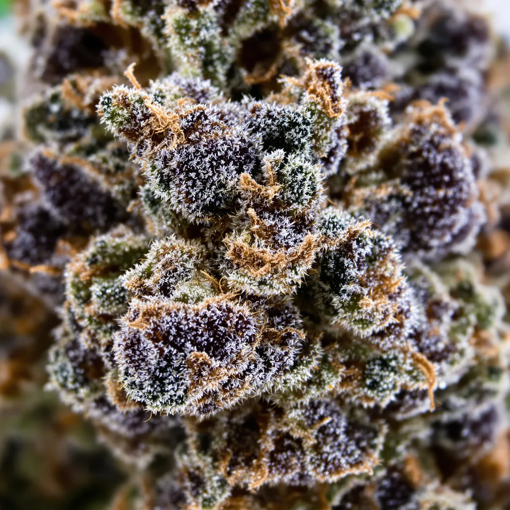 Primer plano de cogollo de cannabis Blackberry Cream mostrando cálices densos con tonos morados