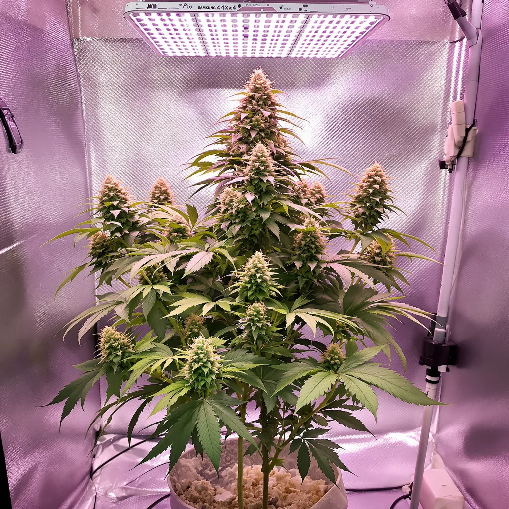 Planta de cannabis Blackberry Hashplant en fase de floración — 90-130 cm feminizada