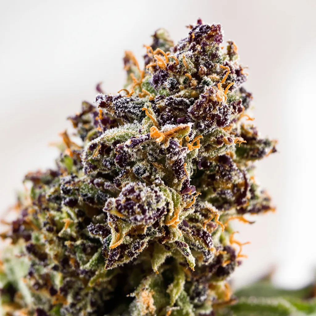 Primer plano de cogollo de cannabis Blackberry Hashplant mostrando cálices densos con tonos morados
