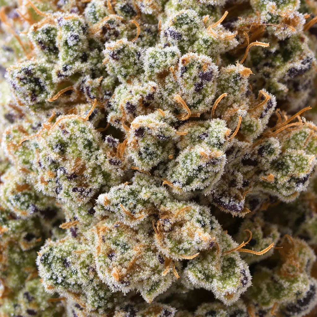 Primer plano de cogollo de cannabis Blackberry Pie mostrando estructura equilibrada con tricomas escarchados