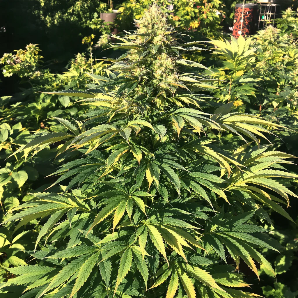 Blackberry Rhino 74% indica / 26% sativa — flor con tricomas visibles