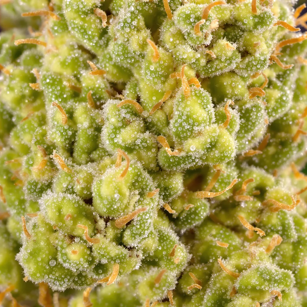 Primer plano de cogollo de cannabis Blob OG mostrando estructura aireada verde lima