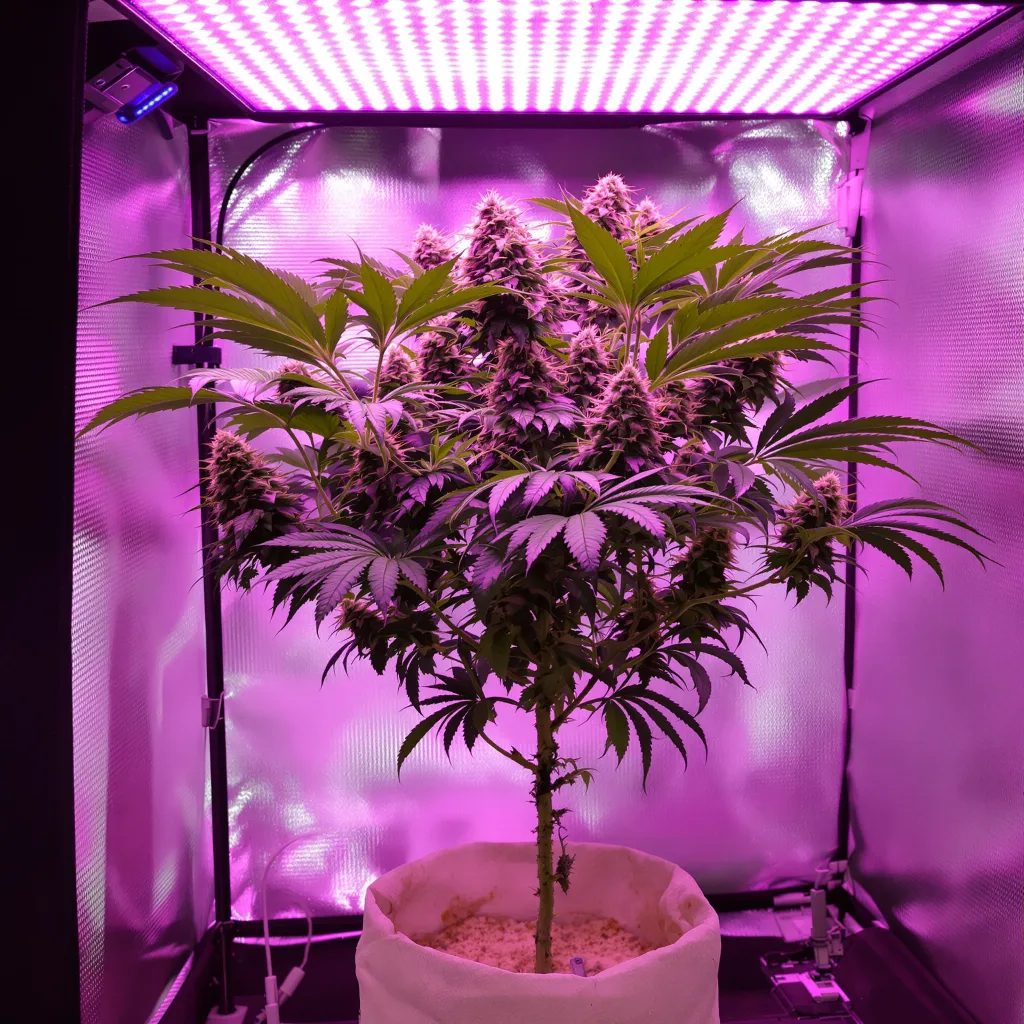 Planta de cannabis Blue Alien en fase de floración — 90-130 cm feminizada