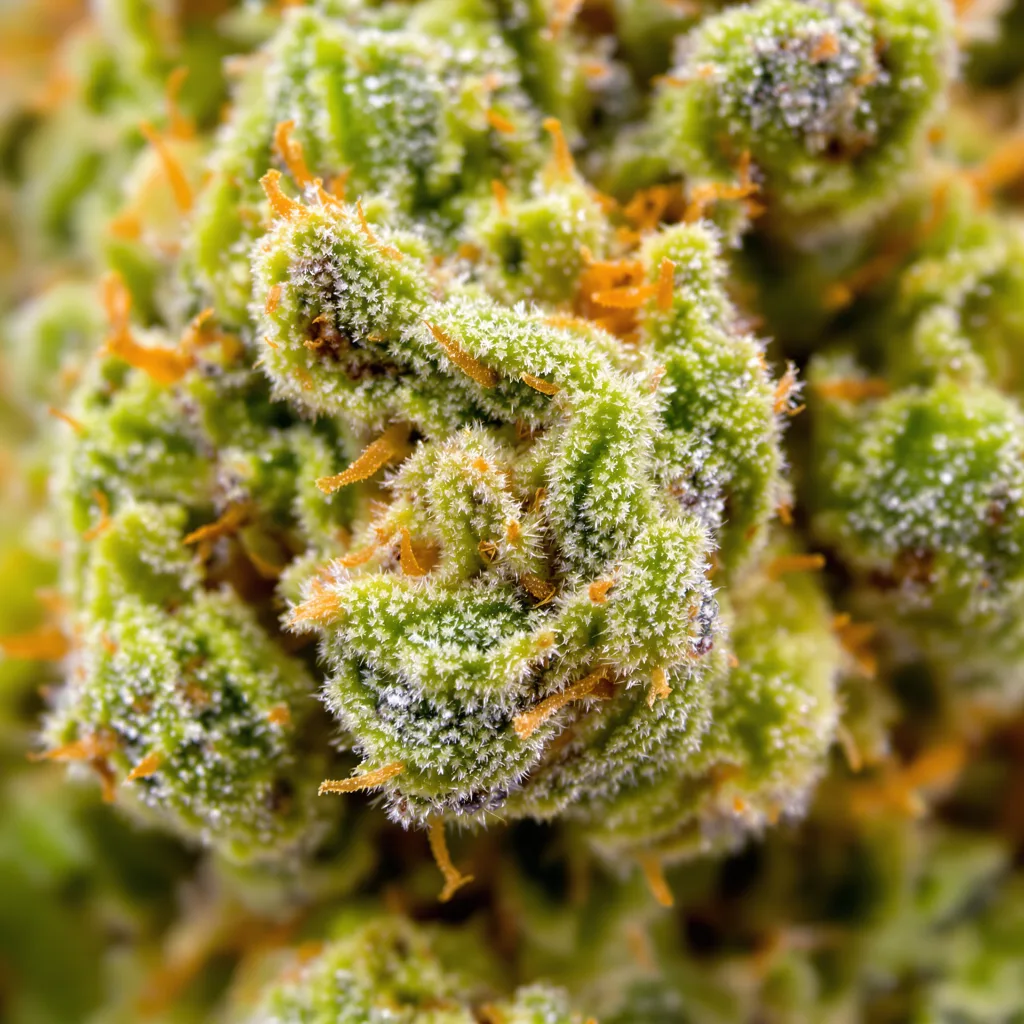 Primer plano de cogollo de cannabis Blue Amnesia mostrando estructura aireada verde lima