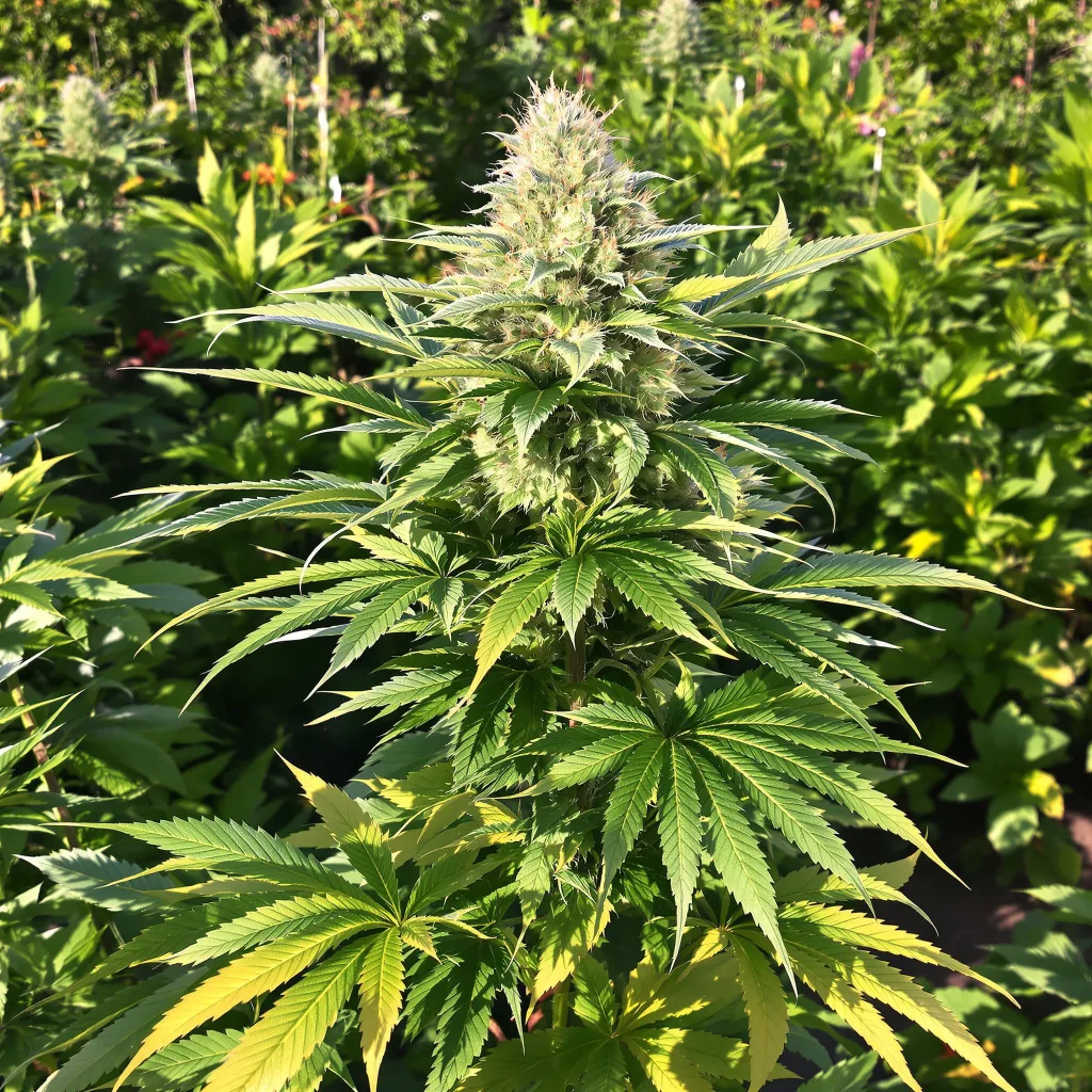 Blue Biscotti 75% indica / 25% sativa — flor con tricomas visibles