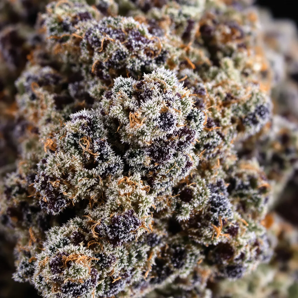 Primer plano de cogollo de cannabis Blue Blood mostrando cálices densos con tonos morados