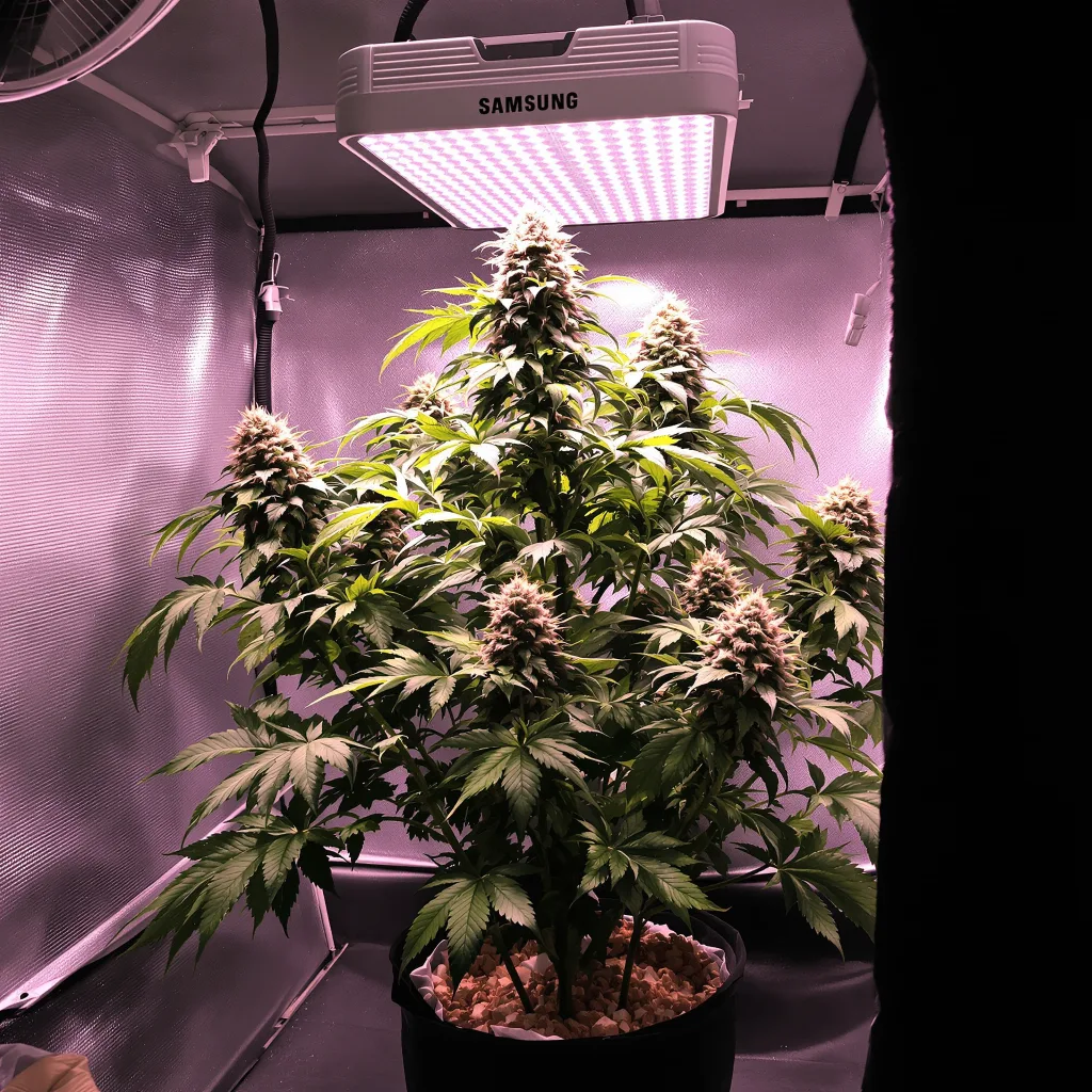 Planta de cannabis Blue Blood en fase de floración — 90-130 cm feminizada