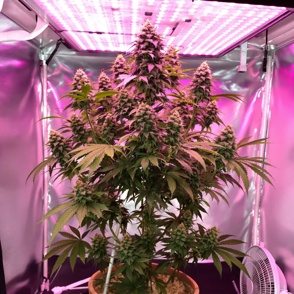 Planta de cannabis Blue Cheese en fase de floración — 60-100 cm autofloración