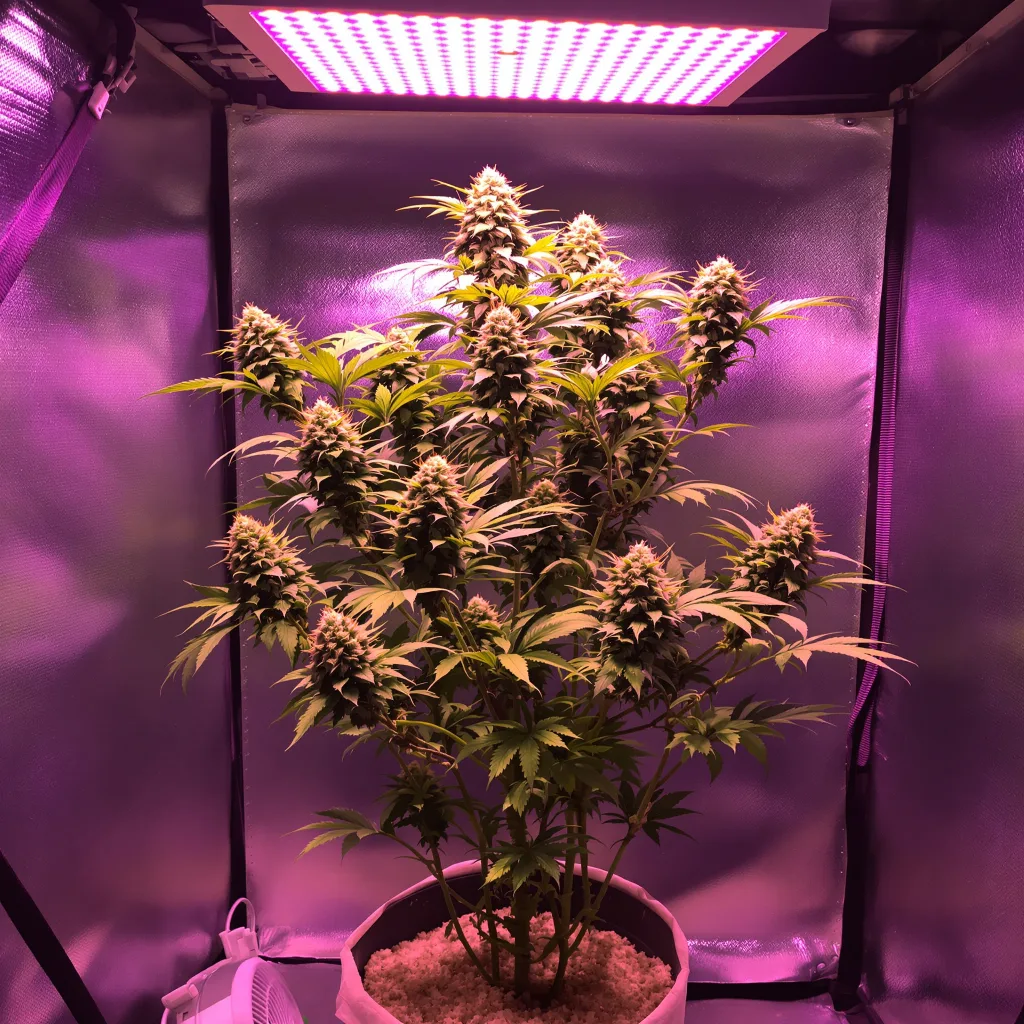 Planta de cannabis Blue Cookies en fase de floración — 120-180 cm feminizada