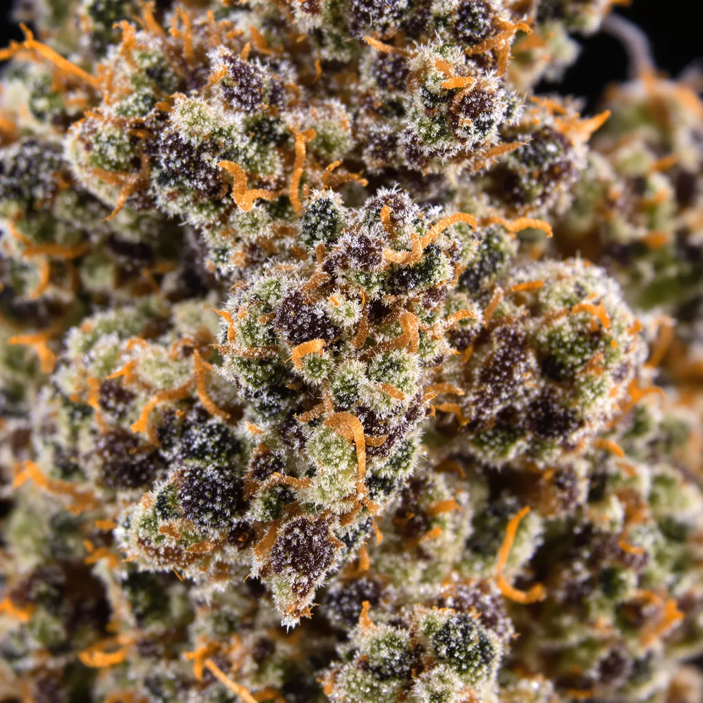 Primer plano de cogollo de cannabis Blue Crack mostrando cálices densos con tonos morados