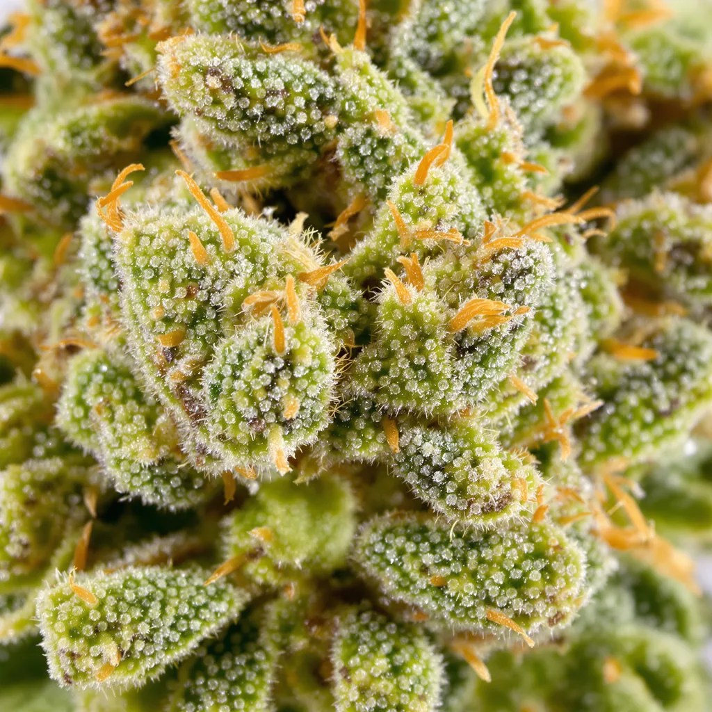 Primer plano de cogollo de cannabis Blue Diamond mostrando estructura aireada verde lima
