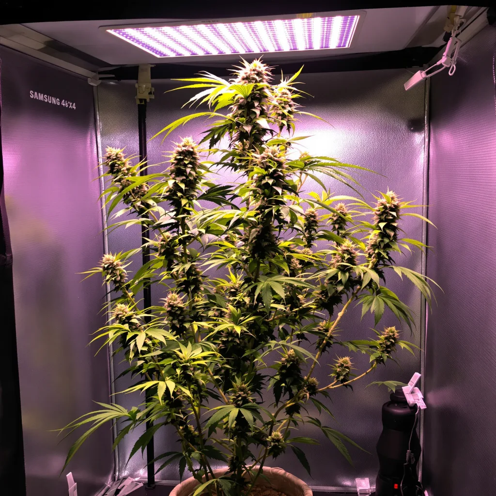Planta de cannabis Blue Dream en fase de floración — 60-100 cm autofloración