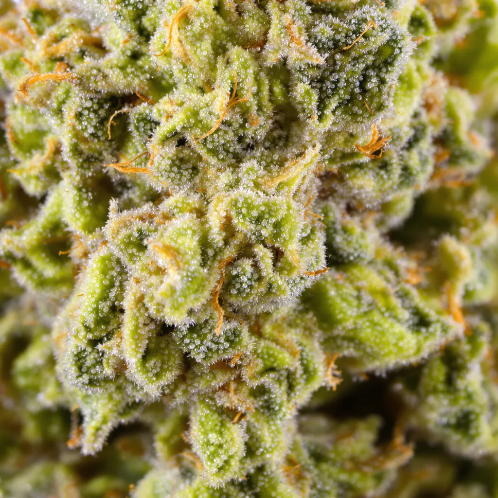 Primer plano de cogollo de cannabis Blue Dream mostrando estructura aireada verde lima