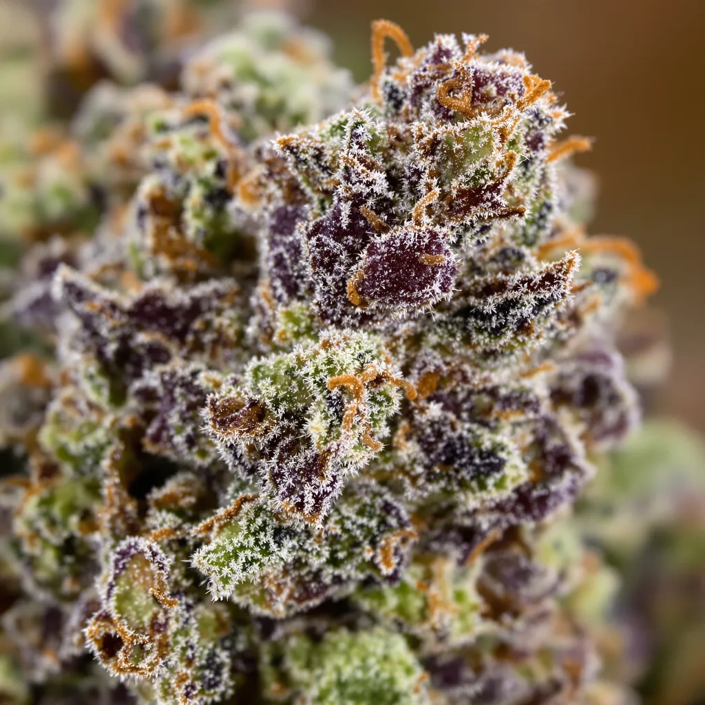 Primer plano de cogollo de cannabis Blue Fruit mostrando cálices densos con tonos morados