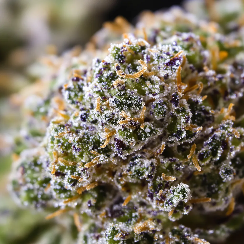 Primer plano de cogollo de cannabis Blue Galaxy mostrando estructura abierta con pistilos naranjas
