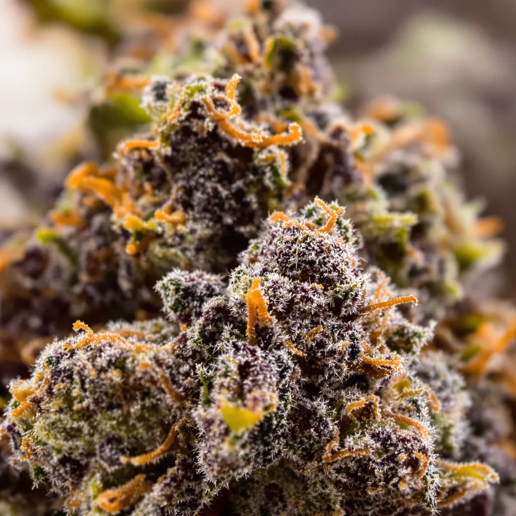 Primer plano de cogollo de cannabis Blue God mostrando cálices densos con tonos morados