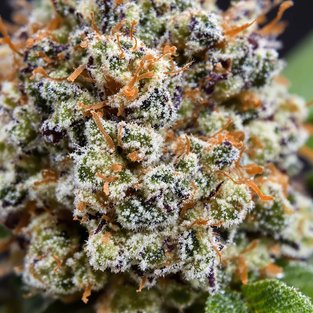 Primer plano de cogollo de cannabis Blue Hawaiian mostrando estructura abierta con pistilos naranjas