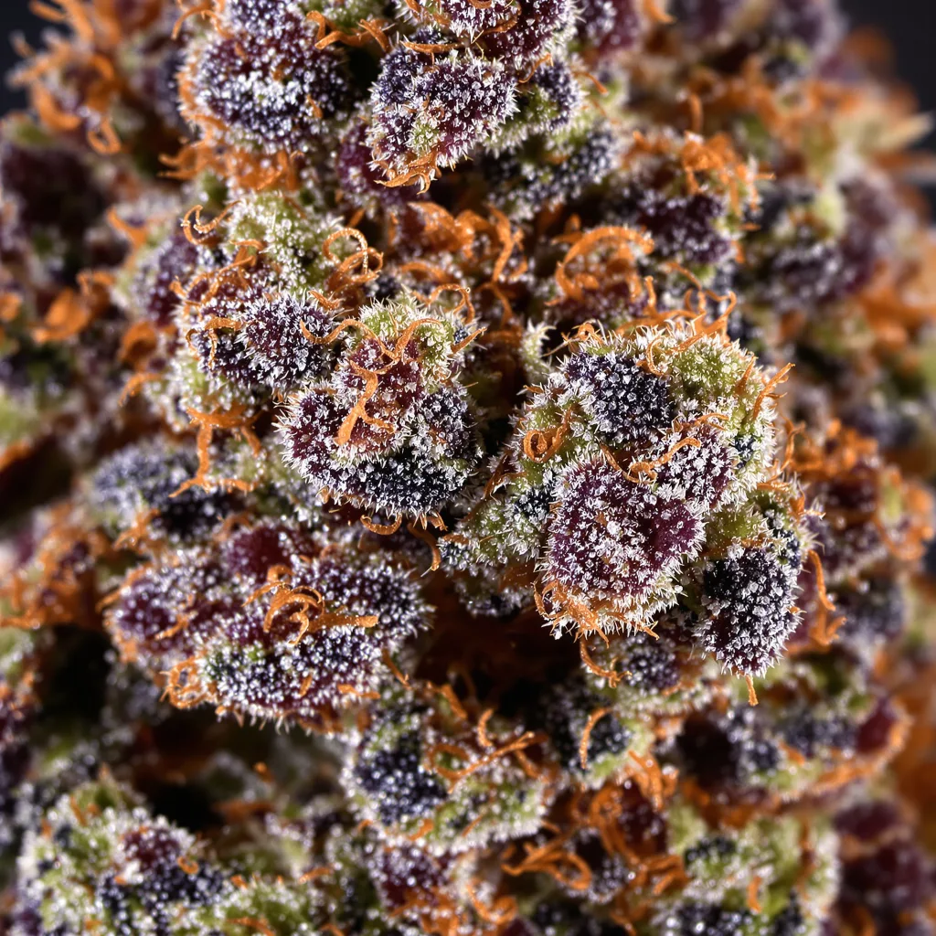 Primer plano de cogollo de cannabis Blue Haze mostrando cálices densos con tonos morados