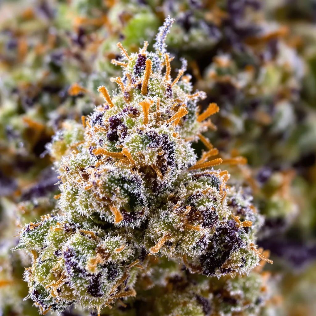Primer plano de cogollo de cannabis Blue Jay Way mostrando cogollos densos verde bosque