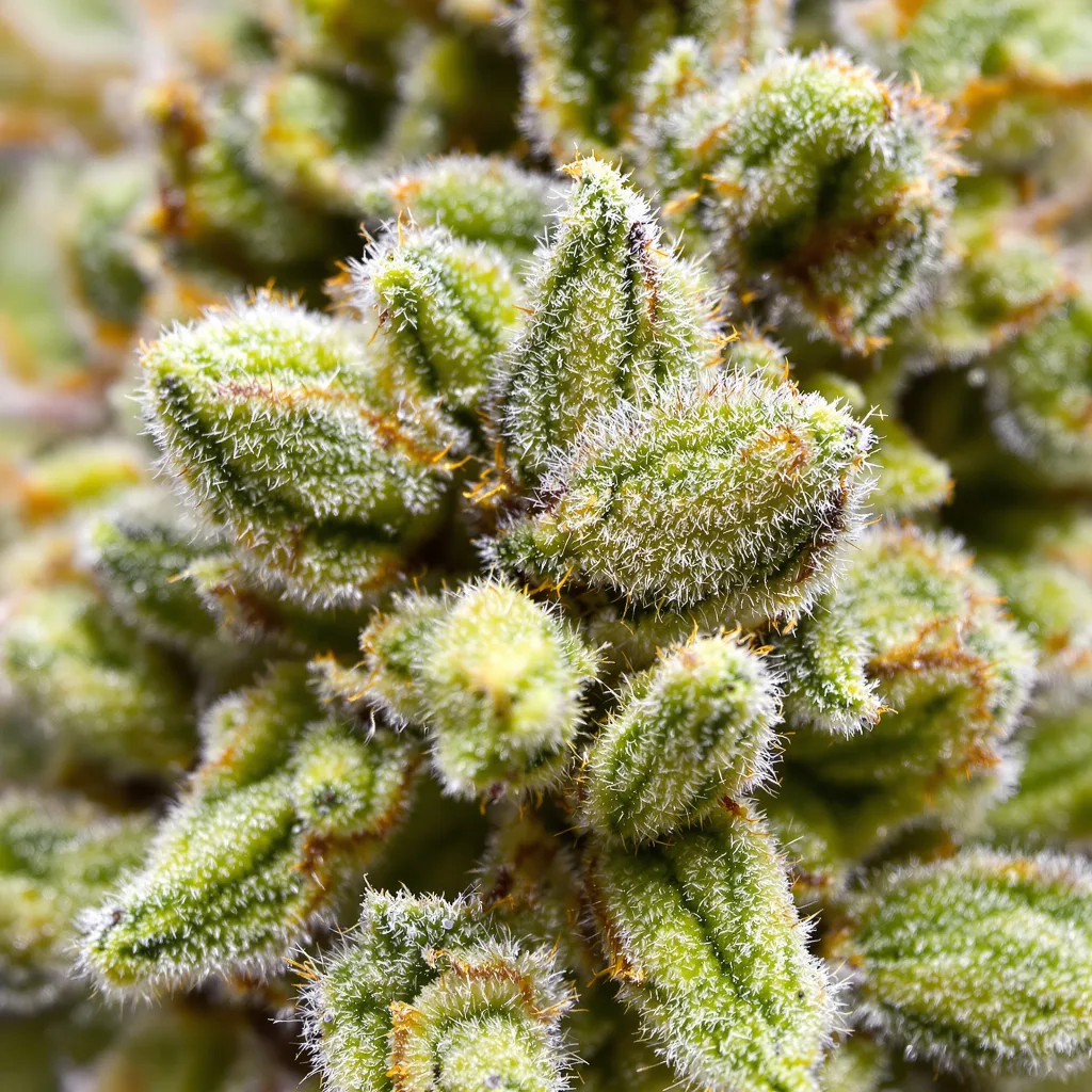 Primer plano de cogollo de cannabis Blue Kiss mostrando estructura aireada verde lima