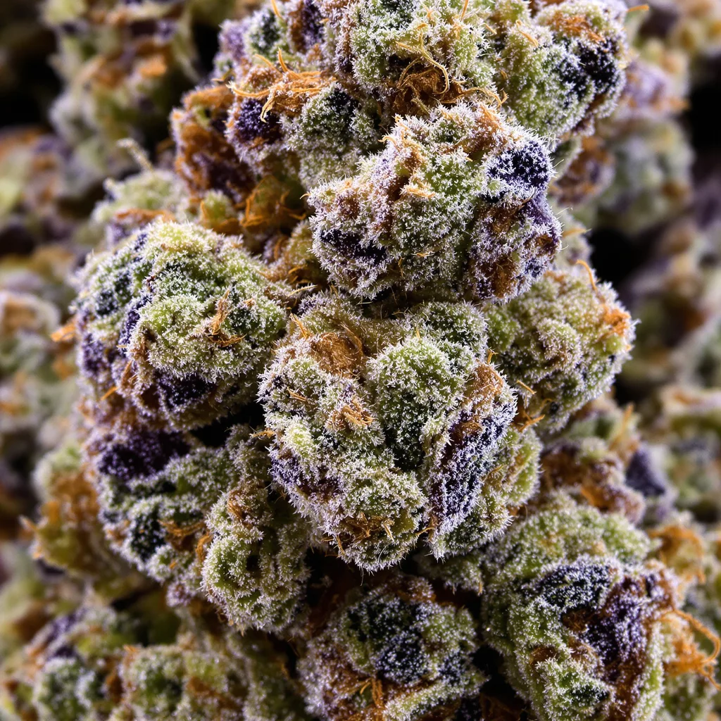 Primer plano de cogollo de cannabis Blue Kush mostrando estructura equilibrada con tricomas escarchados
