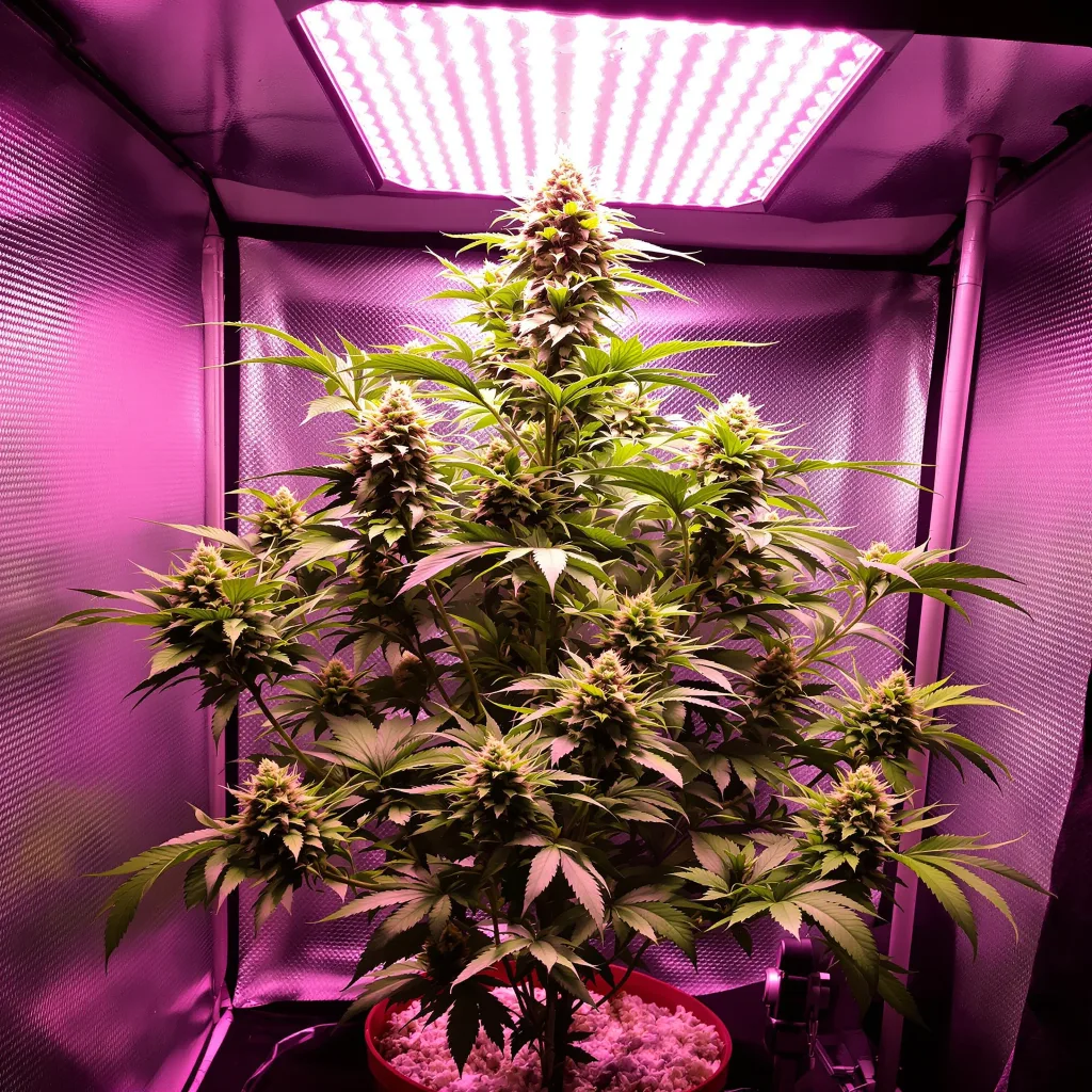 Planta de cannabis Blue Lights en fase de floración — 90-130 cm feminizada