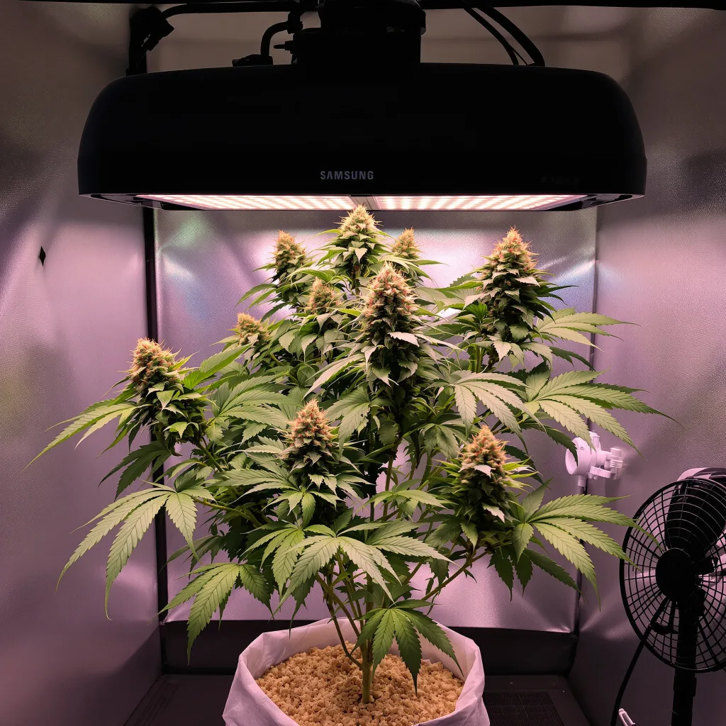 Planta de cannabis Blue Ox en fase de floración — 90-130 cm feminizada