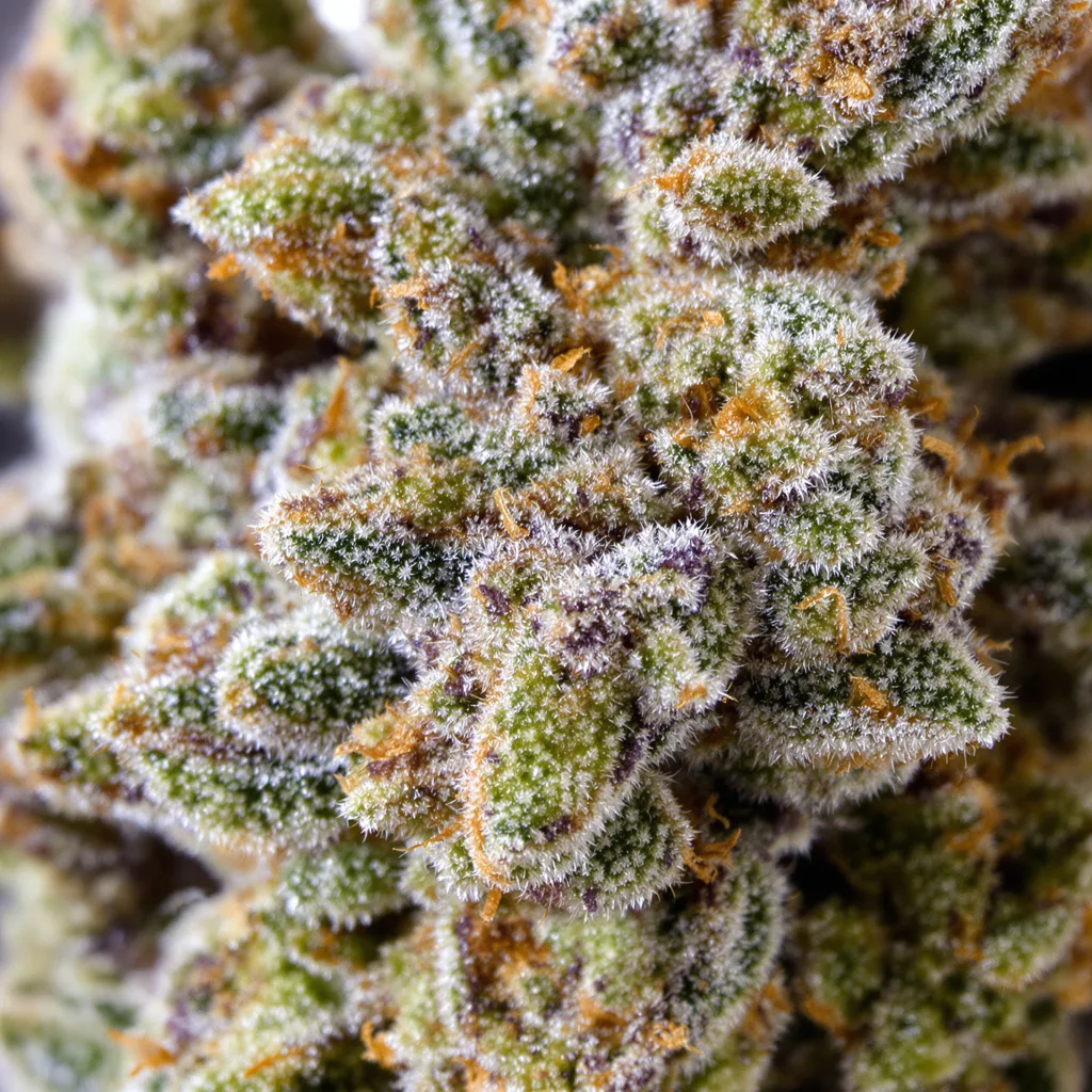 Primer plano de cogollo de cannabis Blue Power mostrando estructura equilibrada con tricomas escarchados