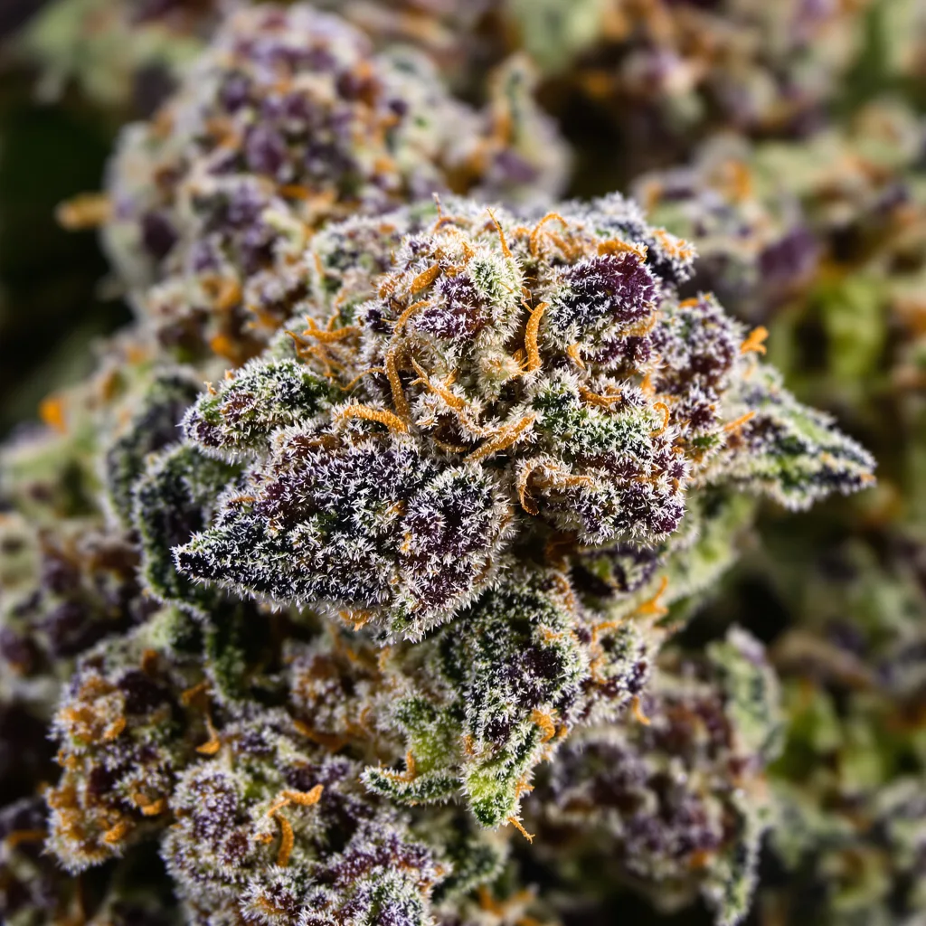 Primer plano de cogollo de cannabis Blue Zkittlez mostrando cálices densos con tonos morados