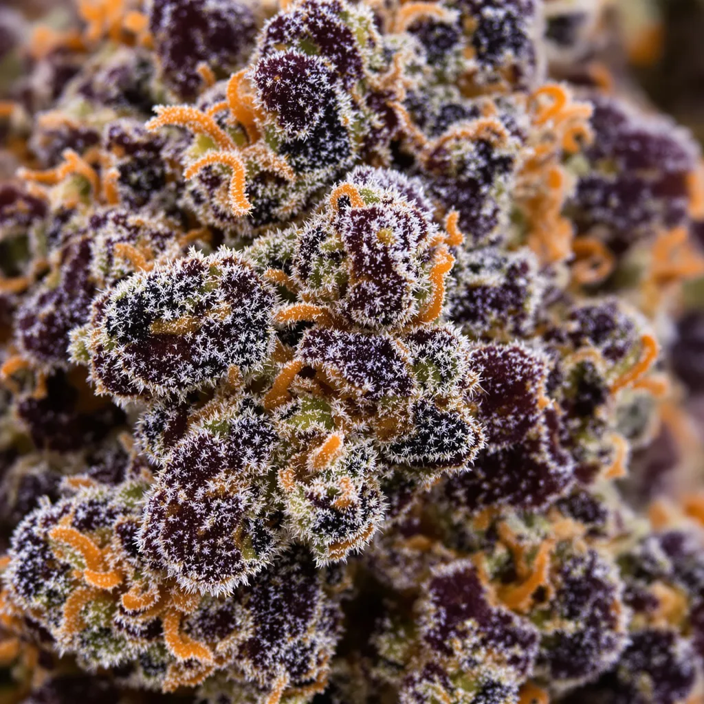 Primer plano de cogollo de cannabis Blue Zombie mostrando cálices densos con tonos morados