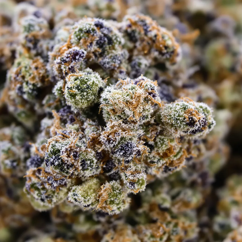 Primer plano de cogollo de cannabis Blue Zombie mostrando cálices densos con tonos morados