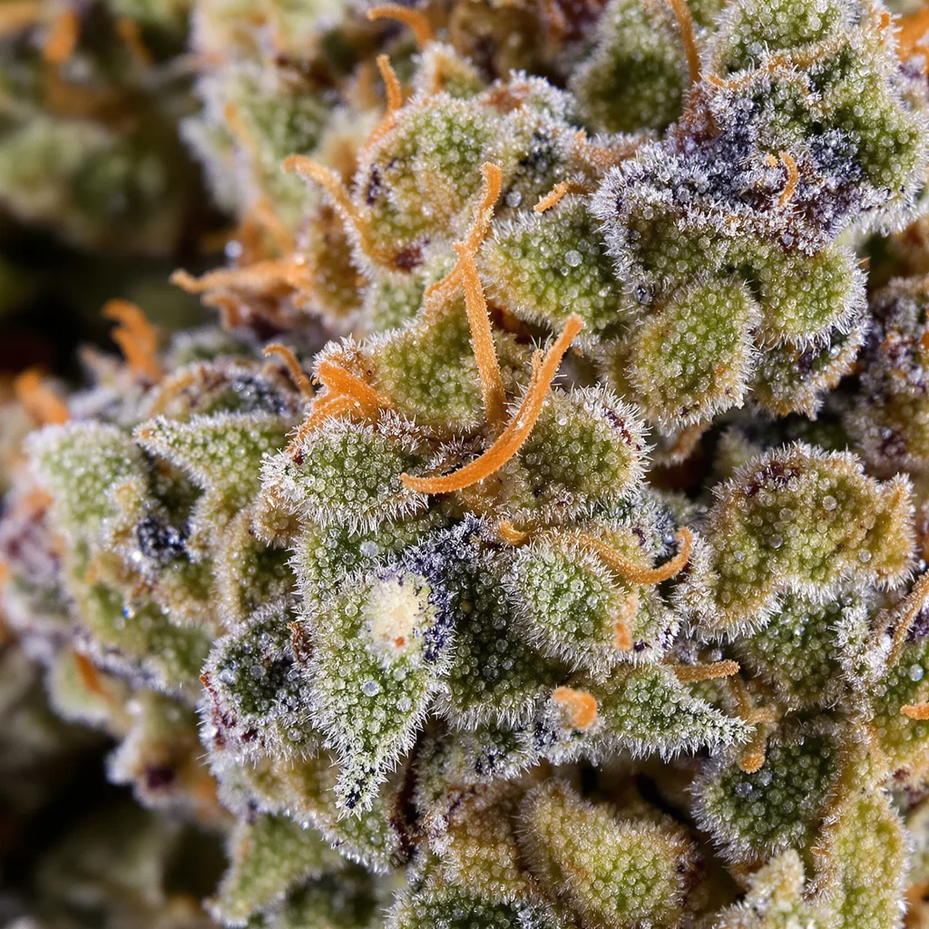 Primer plano de cogollo de cannabis Blue Zushi mostrando estructura abierta con pistilos naranjas