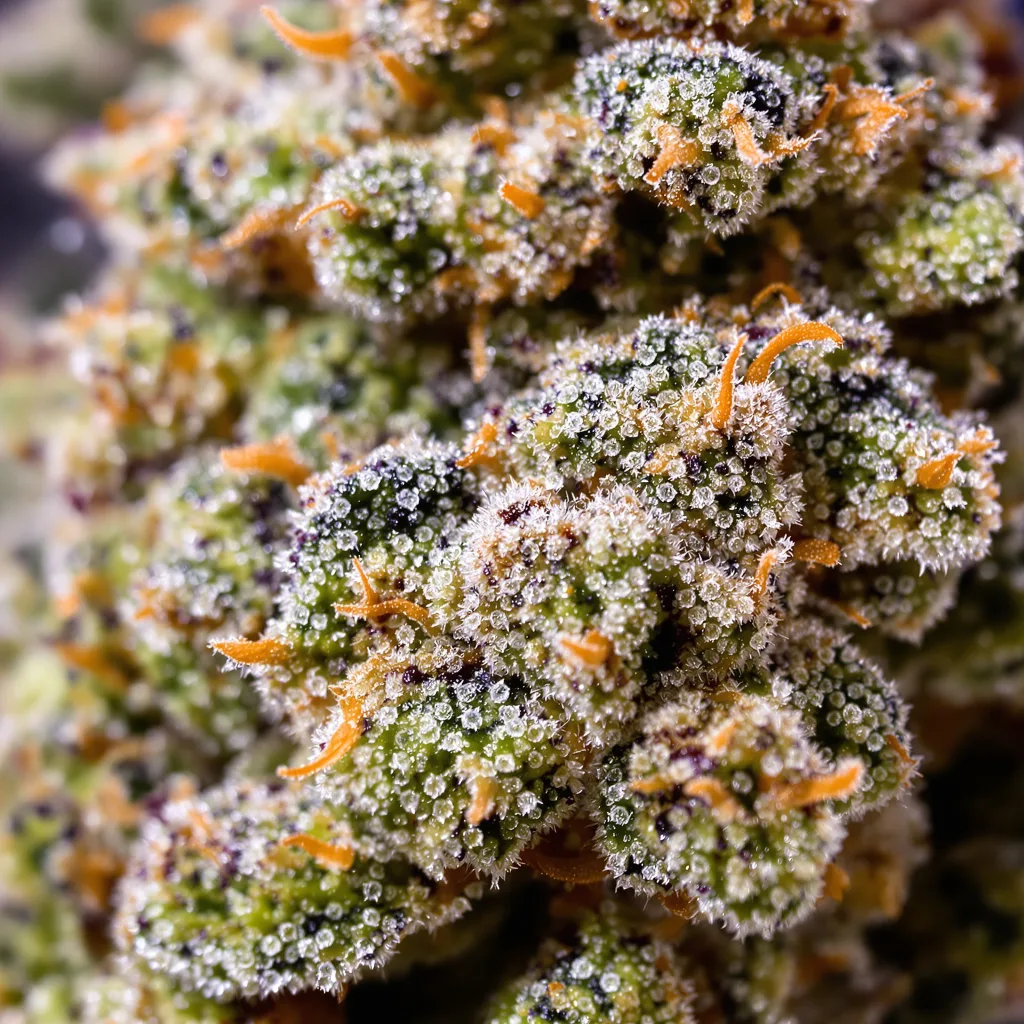 Primer plano de cogollo de cannabis Blueberry AK mostrando estructura equilibrada con tricomas escarchados