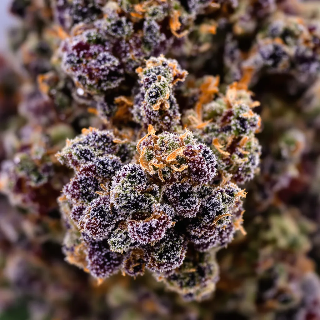 Primer plano de cogollo de cannabis Blueberry mostrando cálices densos con tonos morados
