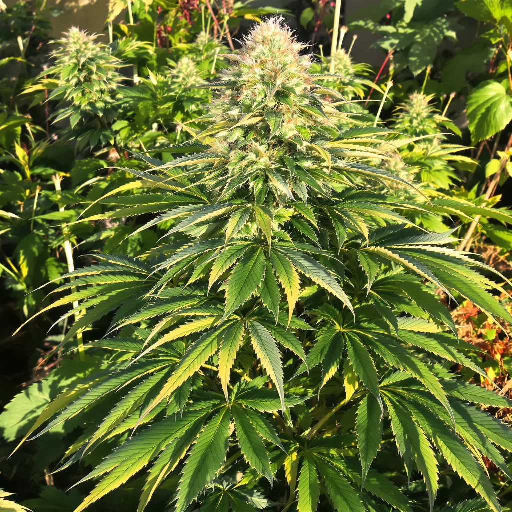 Blueberry Badazz OG 78% indica / 22% sativa — flor con tricomas visibles