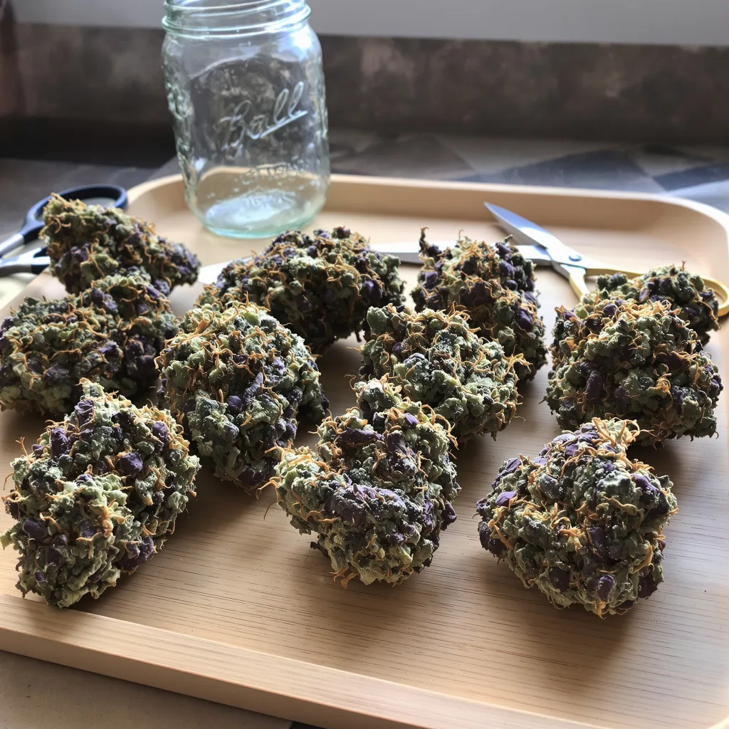 Blueberry 80% indica / 20% sativa — flor con tricomas visibles