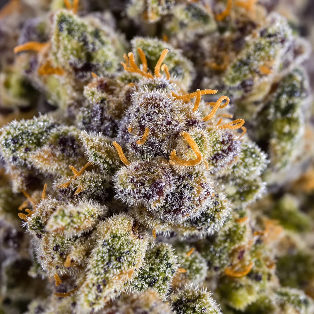 Primer plano de cogollo de cannabis Blueberry Gusto mostrando cálices densos con tonos morados