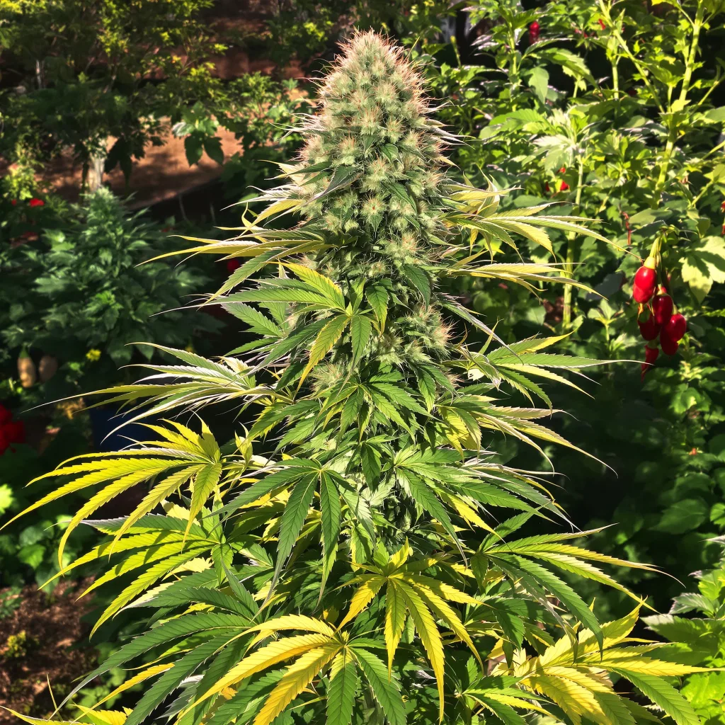 Blueberry Haze 40% indica / 60% sativa — flor con tricomas visibles