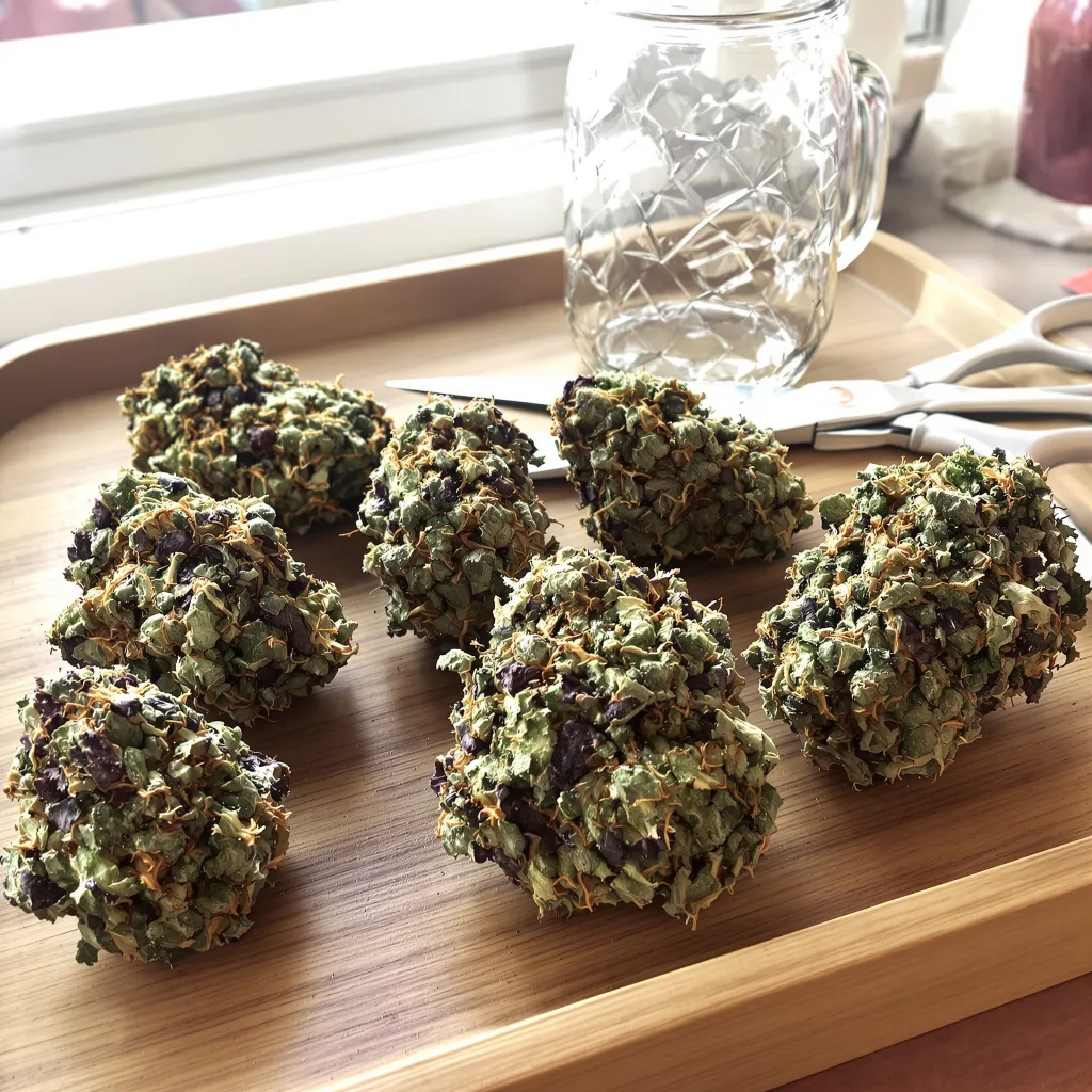 Blueberry Kush 80% indica / 20% sativa — flor con tricomas visibles