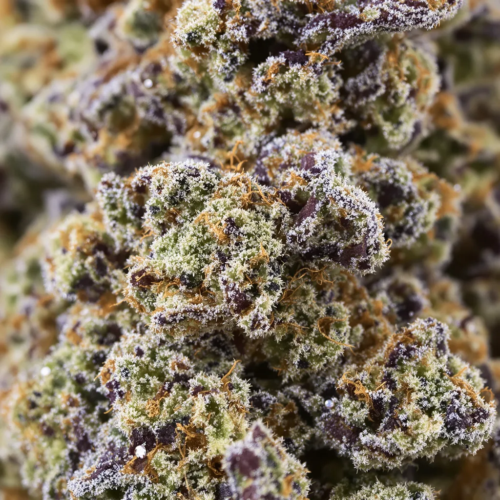 Primer plano de cogollo de cannabis Blueberry Kush mostrando cálices densos con tonos morados