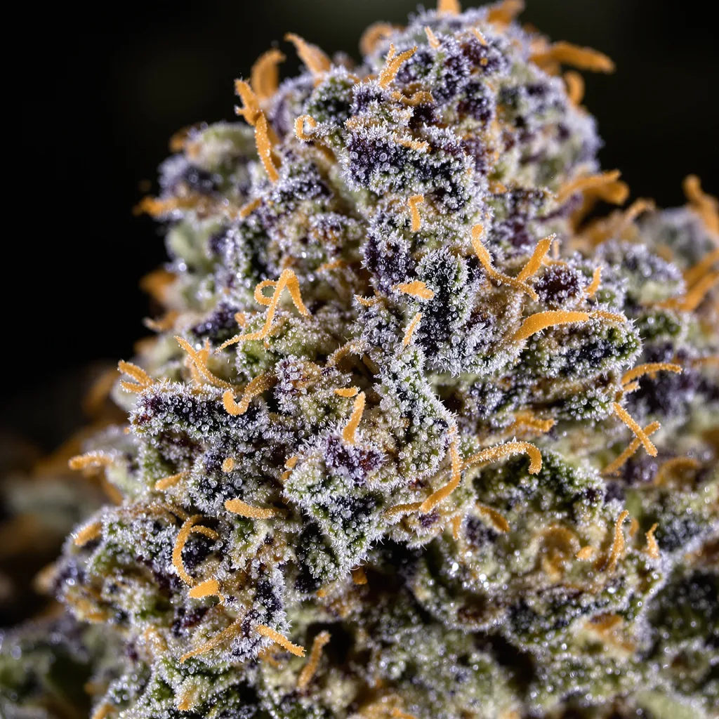 Primer plano de cogollo de cannabis Blueberry Milk mostrando cálices densos con tonos morados
