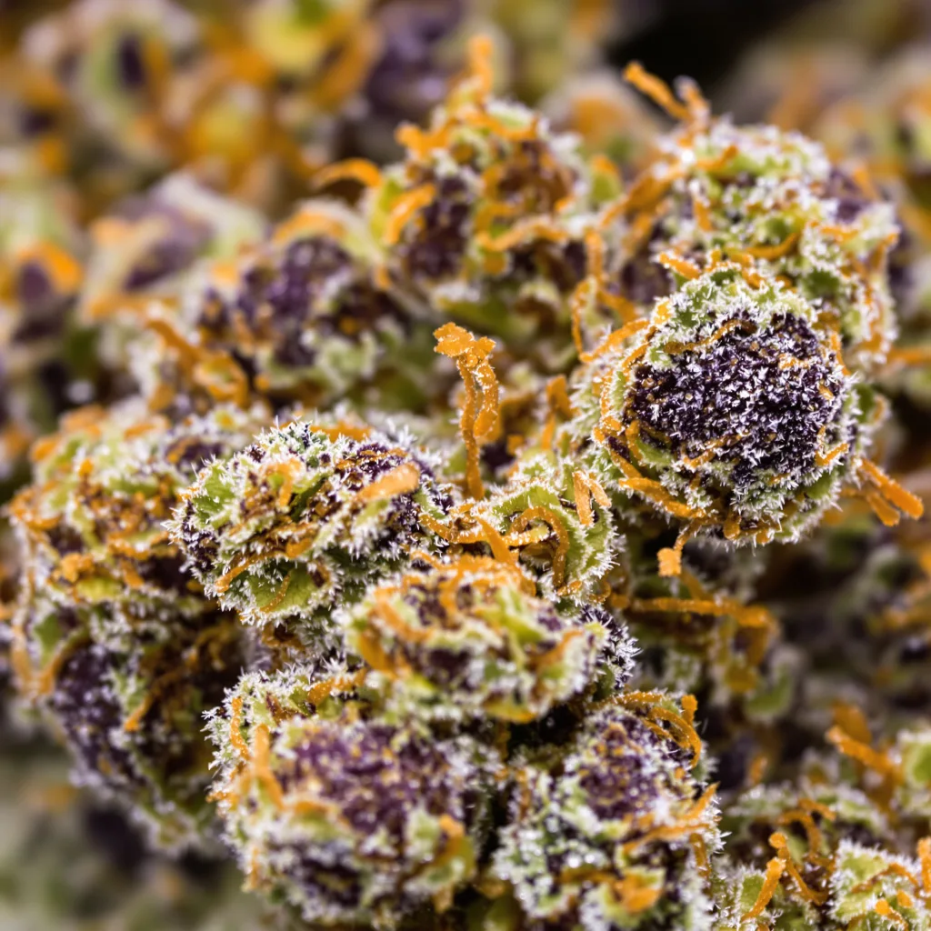 Primer plano de cogollo de cannabis Blueberry Skunk mostrando cálices densos con tonos morados