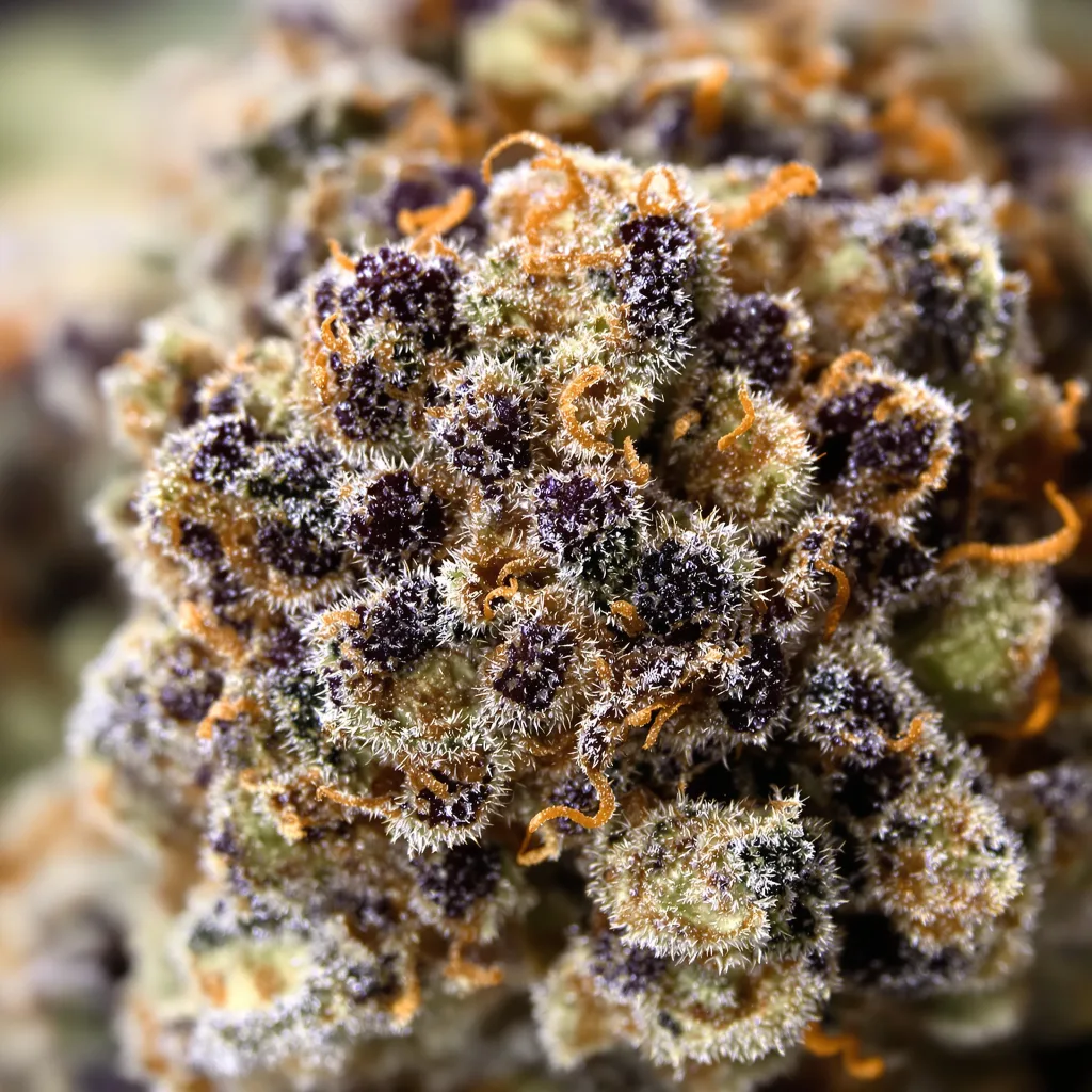 Primer plano de cogollo de cannabis Blueberry Space Cake mostrando cálices densos con tonos morados